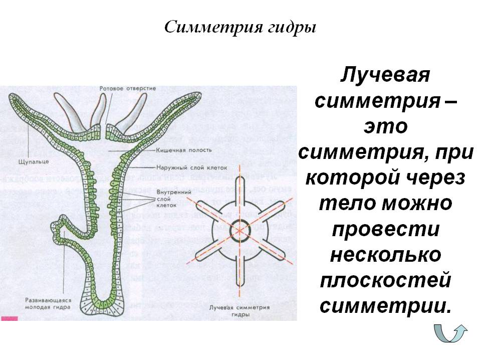 Заказать даркнет