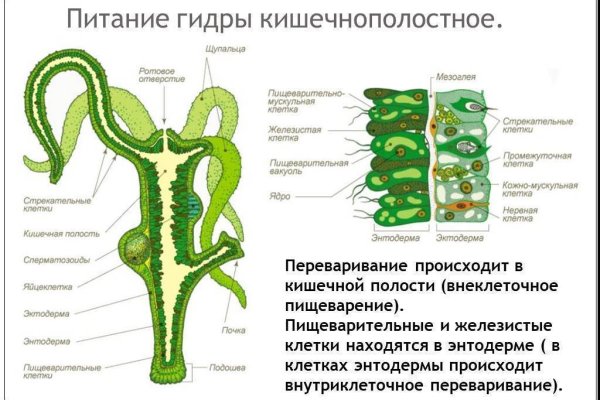 Кракен зон